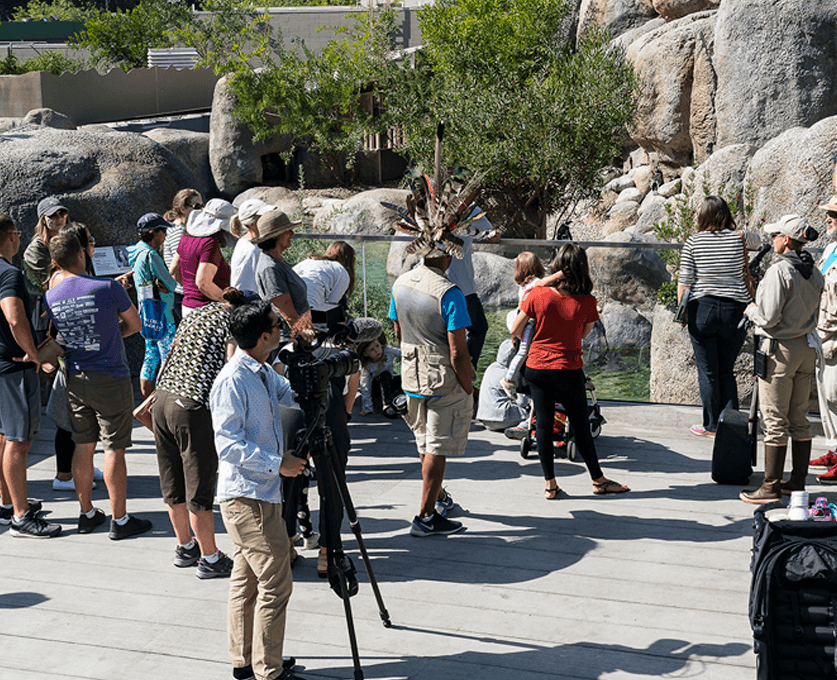 Crowd looks at the penguin habitat while being filmed. 