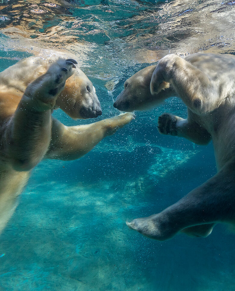 Polar Bear  San Diego Zoo Animals & Plants