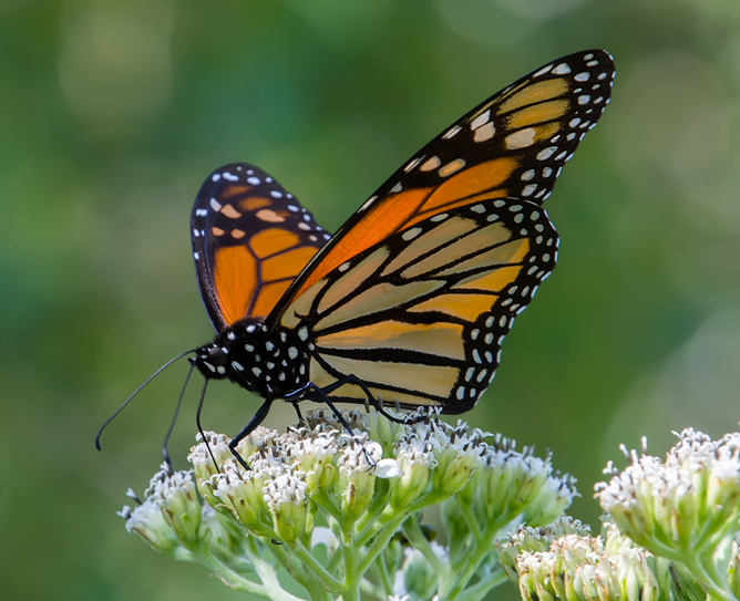19 Fascinating Butterfly Facts – San Diego Zoo Wildlife Alliance Stories