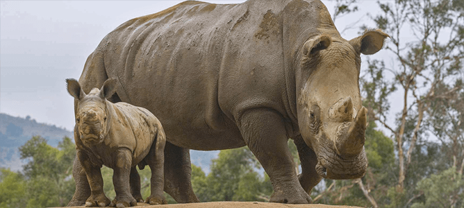 rhino calf and mom