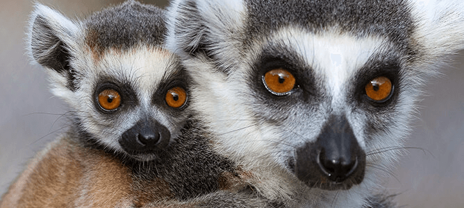 ring-tailed lemur and baby