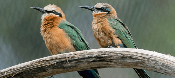 two bee eaters on a branch