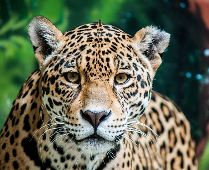 Jaguar  San Diego Zoo