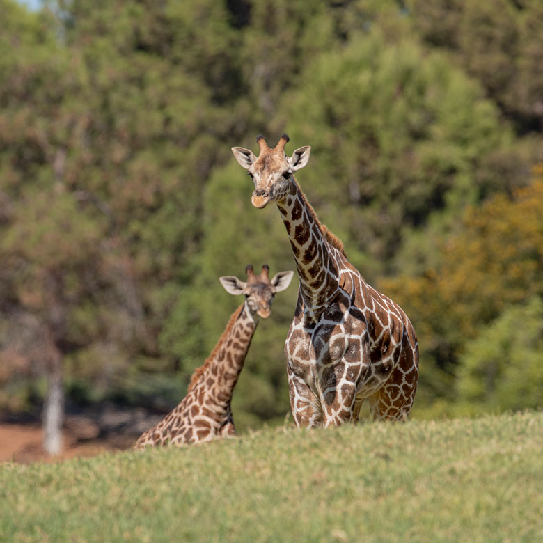 Giraffes SDZWA Endangered Species Day