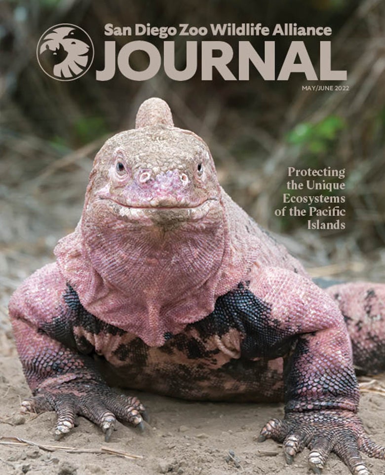 Image of pink iguana on the ground, looking forward for the cover of the May journal
