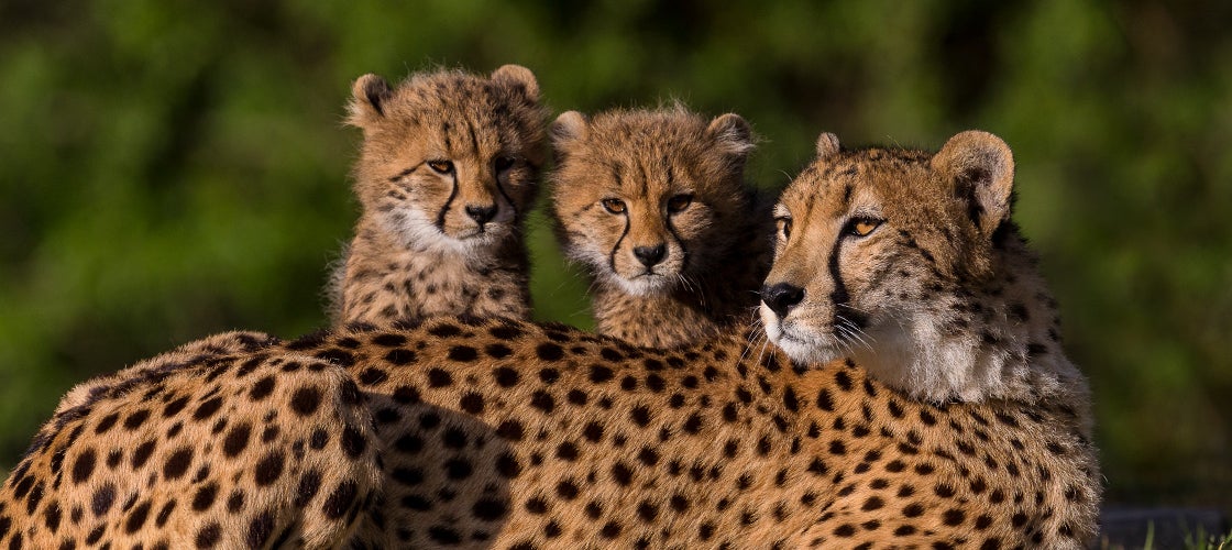 cheetahs