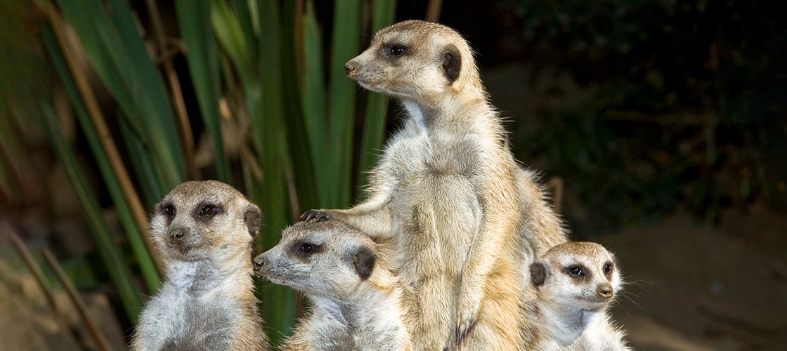 meerkats