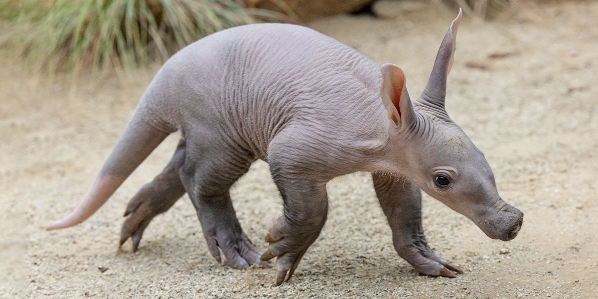 aardvark