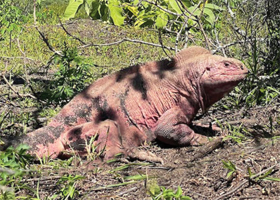 galapagos pink iguana