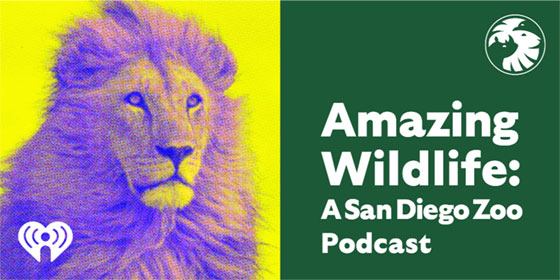 amazing wildlife podcast