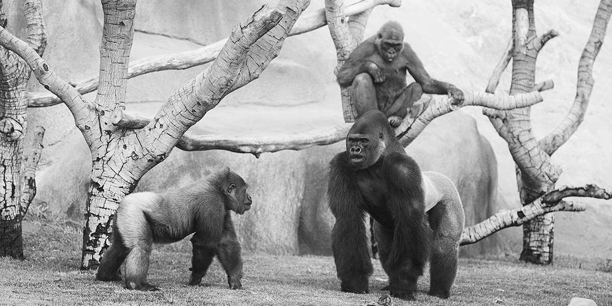 gorillas