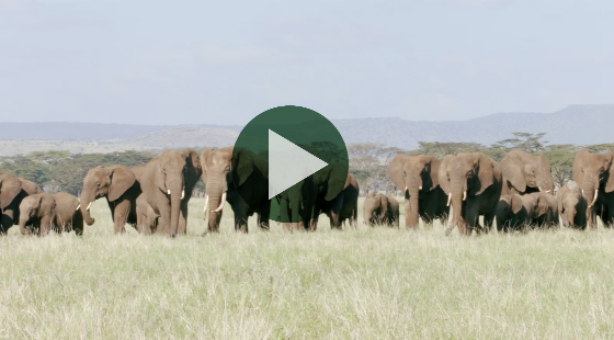 elephant conservation video