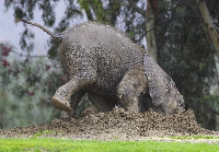 Elephant splashing