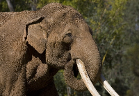 Elephant splashing