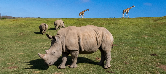 rhinos