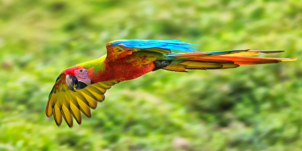 macaw flying