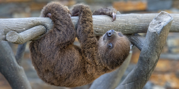 sloth hanging