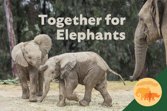 together for elephants