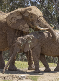 Wild Elephants playing