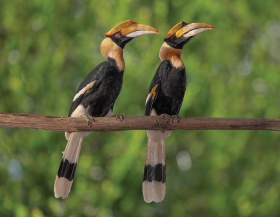 hornbills perched