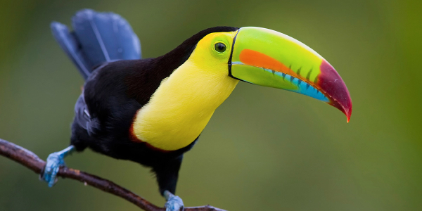 tucan perched