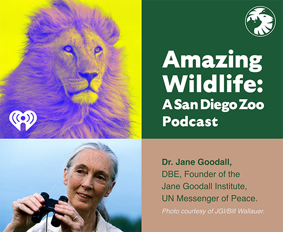 Amazing Wildlife: A San Diego Zoo Podcats - Dr. Jane Goodall