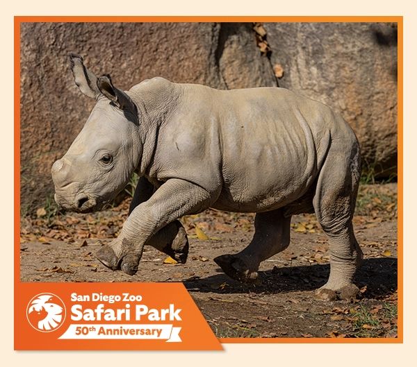 World Rhino Day