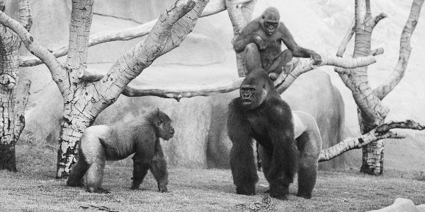iconic gorillas