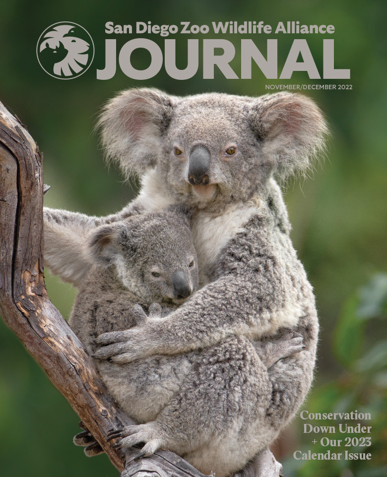 Image of a koala holding a baby joey on a branch