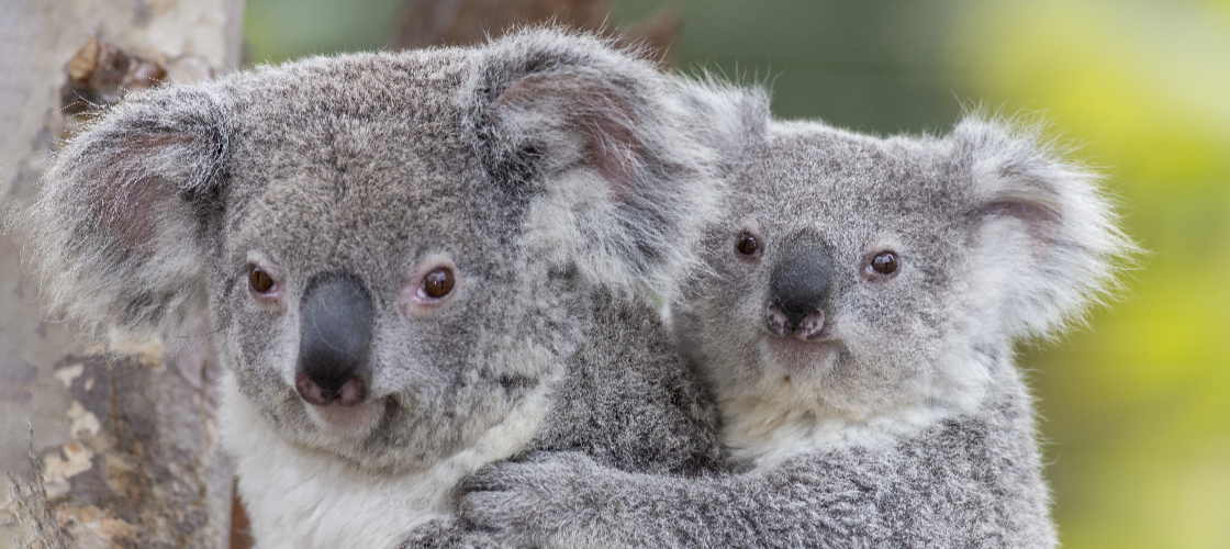 koalas