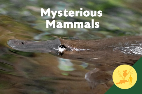 Mysterious Mammals