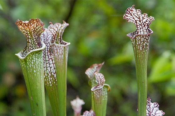 Plants with appetite