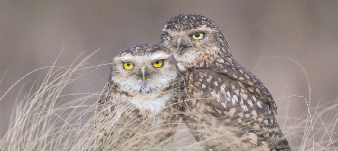 two burrowing owls