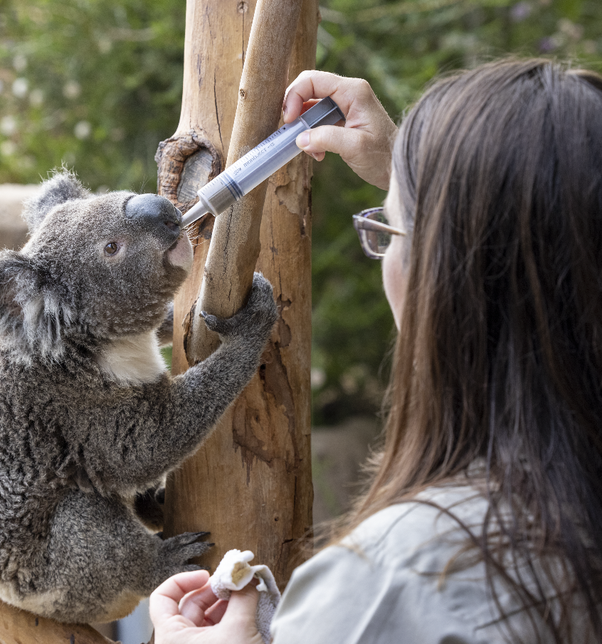 employee feeding koala