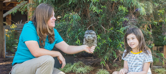 two burrowing owls