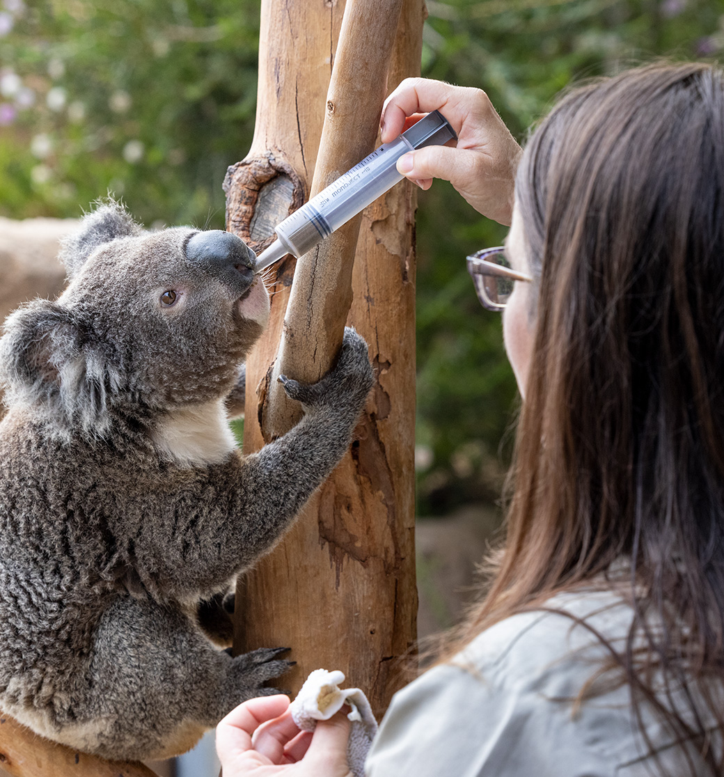 employee feeding koala
