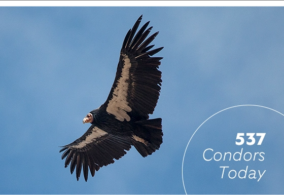 537 California condors today