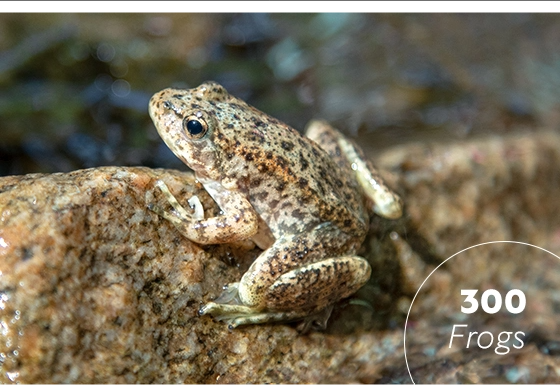 300 mountain yellow-legged frogs