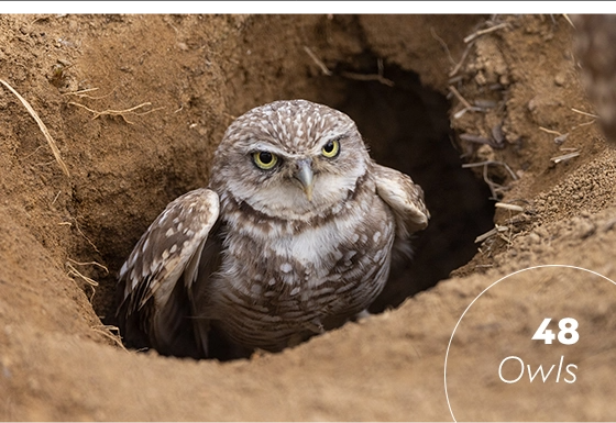 48 western burrowing owls