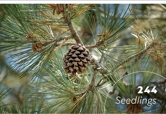 244 Torrey pine seedlings