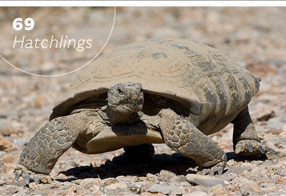 69 Mojave desert tortoise hatchlings