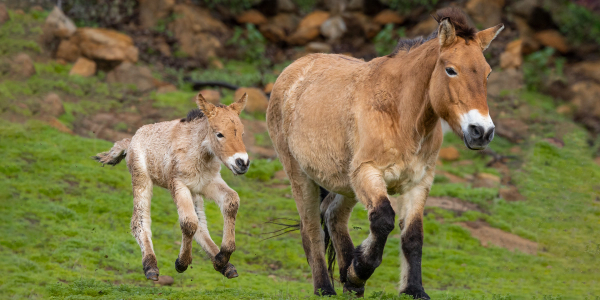 Welcoming a Przewalski’s horse foal