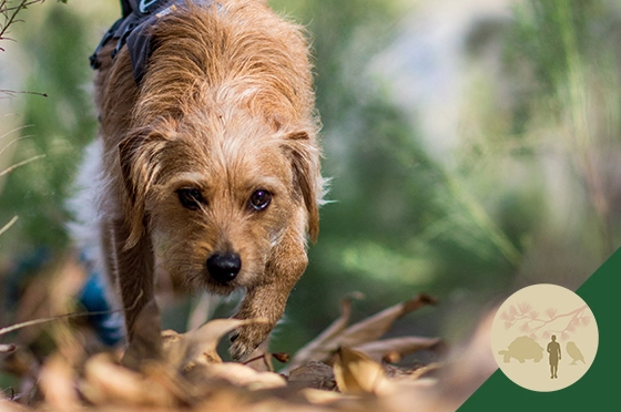 Scent Detection Dogs