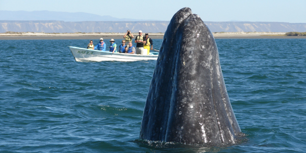 San Diego Zoo Wildlife Alliance Adventures