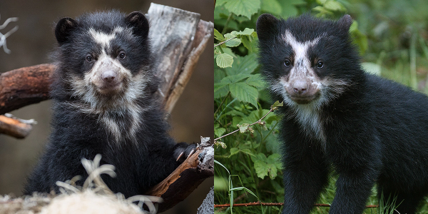 Andean Bear Cub Twins