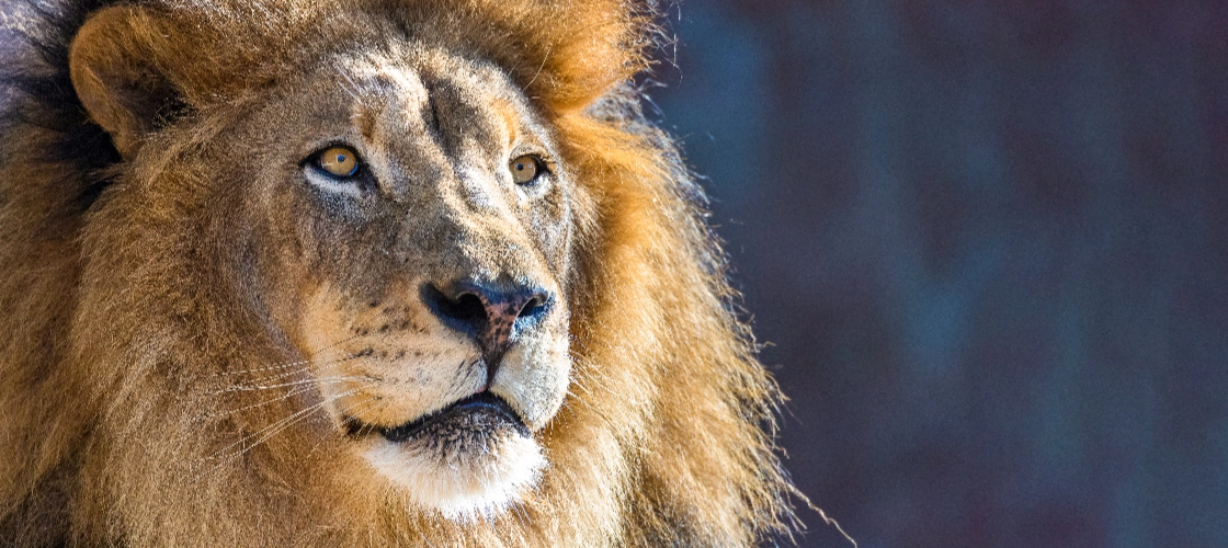 close-up picture of a lion