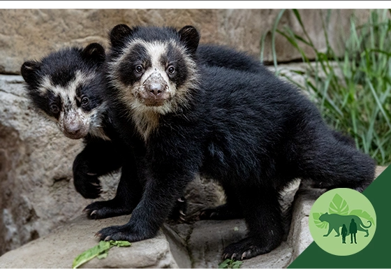 Andean Bear Cubs