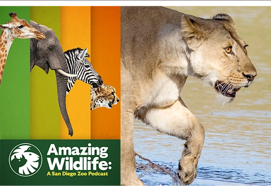 Amazing Wildlife Is Back