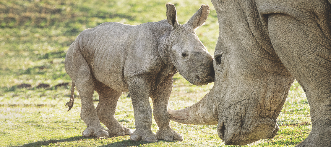 baby rhino with adult rhino
