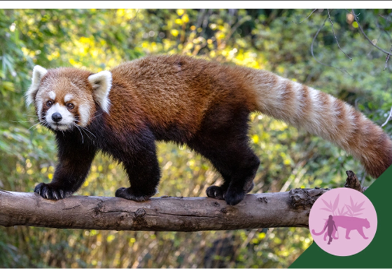 Red Panda